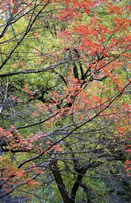 Maple & Osage Orange Tree Foliage
