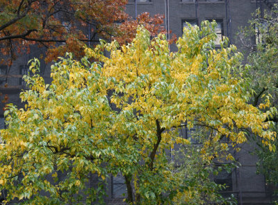 Osage Orange Foliage