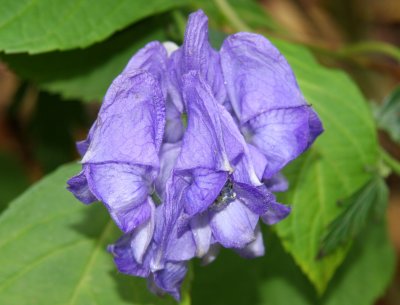 Monks Hood Blossom