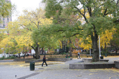 Park View - Japanese Pagoda or Scholar Trees