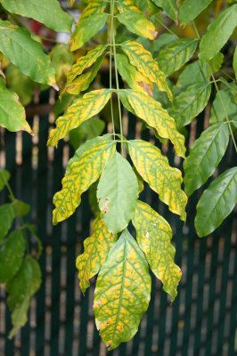 Unknown Foliage