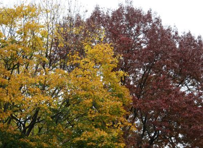 Maple & Oak Tree Foliage