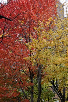 Maple Tree Foliage