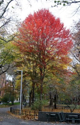 Park View - Maple Tree Foliage