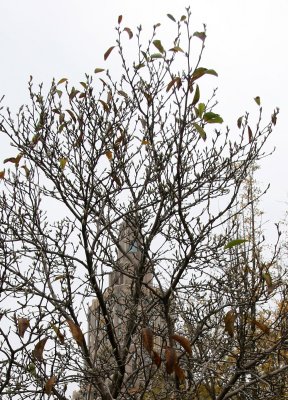 Magnolia Tree Buds Forming