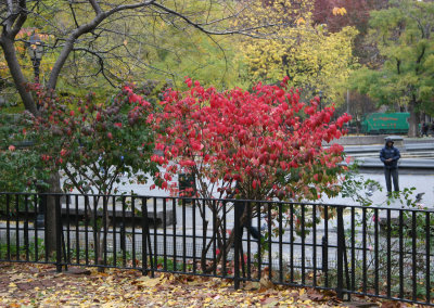 Park View - Burning Bush