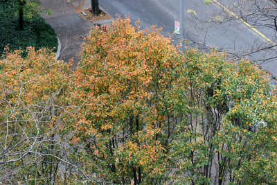 Bradford Pear Trees