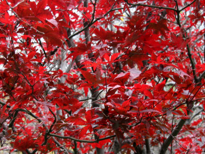 Japanese Red Maple Tree Foliage