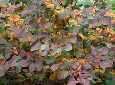 Fothergilla Bush Foliage