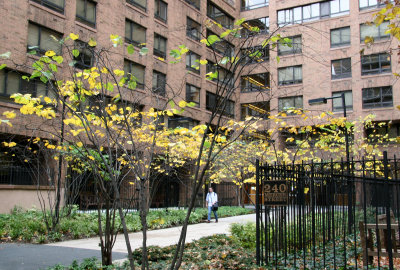 NYU Law School Residence Entrance - Cercis Trees