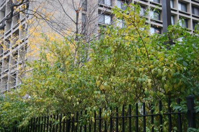 Forsythia Fall Foliage