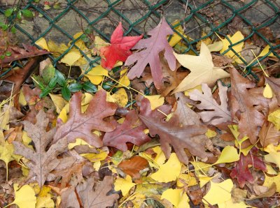 Loose Sidewalk Foliage