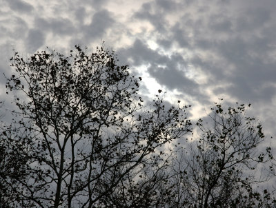 November Sky - Sycamore Trees