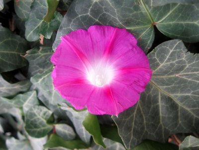 Morning Glory Blossom in an Ivy Patch