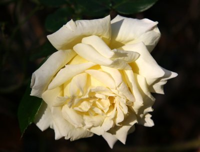 White Rose