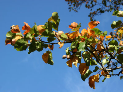 Pear Tree Foliage