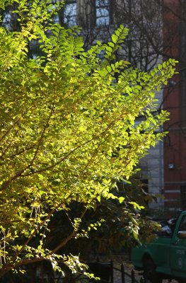 Unknown Foliage