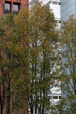 Pear Trees & NYU Housing & Library