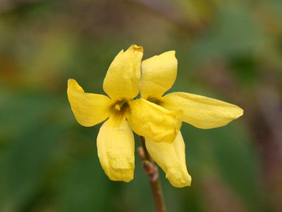 Forsythia Blossoms - Harbinger of Spring in the Fall