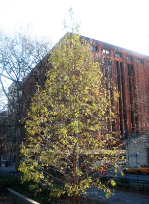 Golden Larch Tree  & NYU Library