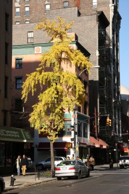 Ginkgo Tree at 12th Street