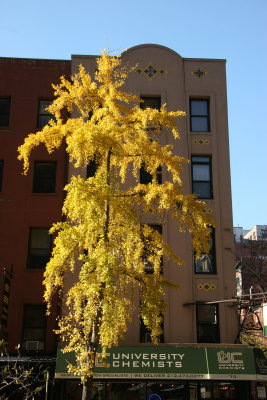 Ginkgo Tree at 12th Street