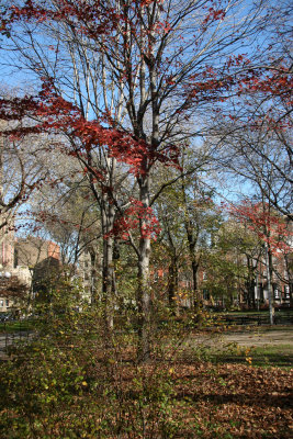 Park View - Maple Tree