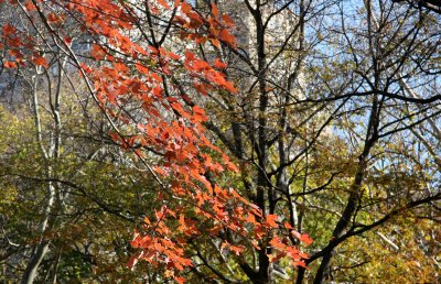 Maple Tree Foliage