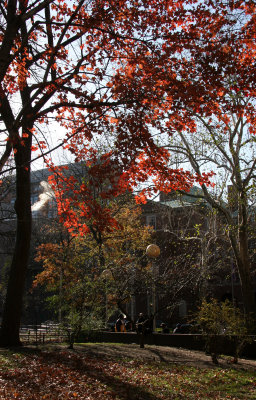 NYU Law School & Maple Tree Foliage