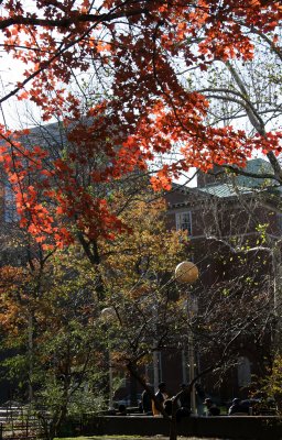 NYU Law School & Maple Tree Foliage at Chess Corner