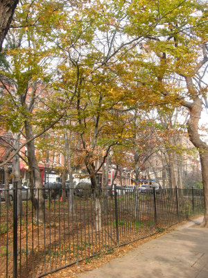 Beech Trees