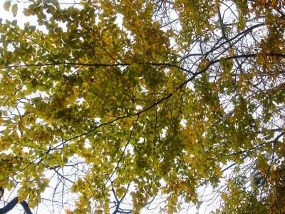 Beech Tree Foliage