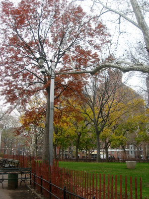 Park View - Oak & Norway Maple Foliage