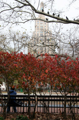 One 5th Avenue - Burning Bushes & Pigeons at the Performance Stage