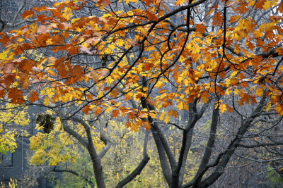 Oak Tree Foliage