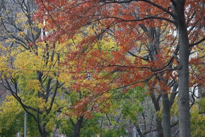 Oak & Maple Tree Foliage