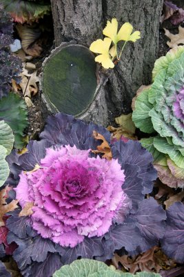 Ornamental Cabbage at the Base of a Ginkgo Tree