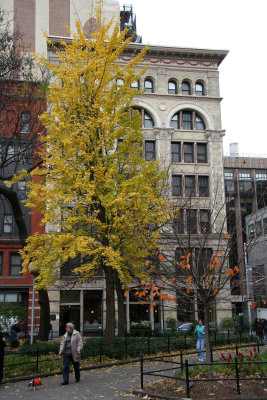 Ginkgo Tree & NYU Paulette Goddard Residence Hall