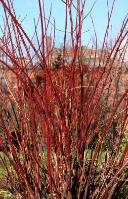 Red Twig Cornus Dogwood