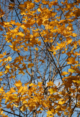 Norwegian Maple Foliage
