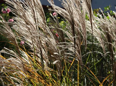 Pampas Grass