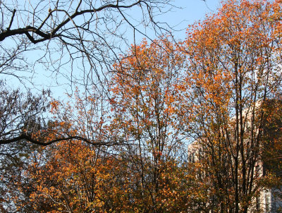 Garden View - Pear Tree Foliage