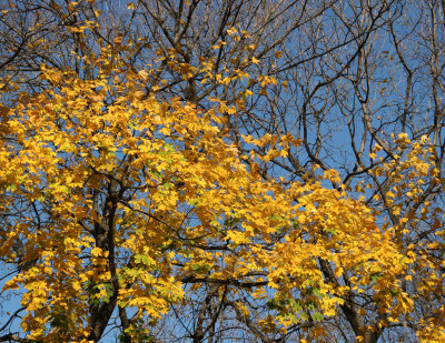 Norwegian Maple Foliage