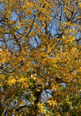 Norwegian Maple Foliage