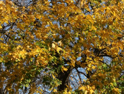 Norwegian Maple Foliage