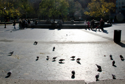 Fountain Plaza View - Pigeons in the Morning Sun