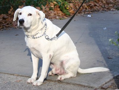 Whitey the Labrador Waiting at Associated Market