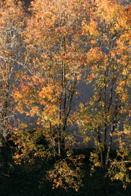 Pear Trees