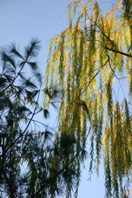 Willow Tree & Pine Tree Foliage