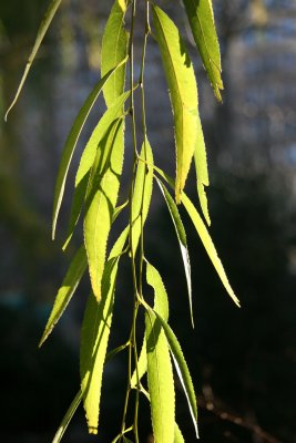 Willow Tree Foliage